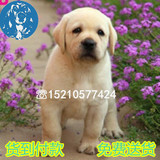 拉布拉多犬幼犬出售 北京纯种家养奶白色拉布拉多犬猎犬导盲犬