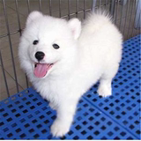 萨摩耶幼犬出售宠物狗萨摩耶雪橇犬纯种赛级萨摩耶犬幼犬活体z