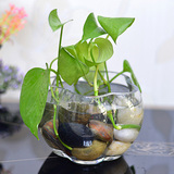 包邮玻璃水培植物花瓶透明花瓣水培定植篮绿萝水培花盆水培器皿