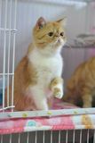 皇家幼猫 美短英短加菲折耳猫咪 宠物猫活体 纯种猫活体 加菲猫