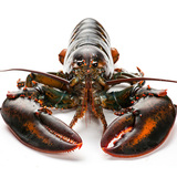 促销码【喵鲜生】加拿大龙虾450g 进口海鲜波士顿龙虾