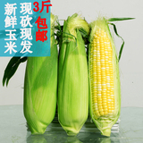 云南特产新鲜水果玉米甜玉米棒有机蔬菜鲜嫩可以生吃现砍农家玉米