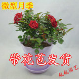微型月季 玫瑰月季花苗 盆栽 包成活 花苞多 带花苞发货