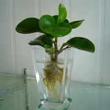 室内水生植物防辐射 豆瓣绿 水培植物 四季常青 碧玉净化空气