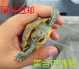 龟巴西龟活体宠物龟巴西彩龟萌宠大小乌龟宿舍萌宠红耳龟2只包邮