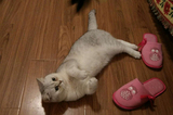 【DreamCat俊猫】 英国短毛猫 英短 宠物猫 银渐层 新家四川 午爷