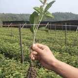 江西宜春油茶苗基地 批发各种规格良种高产油茶树苗 1-2-3年生