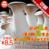 杏鲍菇种菌包食用菌棒菌包菌种种子蘑菇多肉植物阳台养殖春季特价