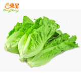 东升品质保证新鲜蔬菜 无公害生菜  青菜蔬菜 300g配送