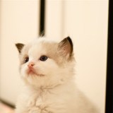 美国布偶猫火焰流星 小可爱 双色重点色布偶猫幼猫 海豹幼猫