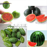 进口迷你拇指小西瓜种子家庭阳台种植红绿瓤水果蔬菜佩普基诺微型
