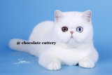 种母大宝【巧克力名猫】CFA异国短毛猫加菲猫全白纯白鸳鸯眼妹母
