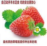 草莓花种子50粒 盆栽植物花卉四季播易种室内花草阳台 奶油草莓