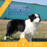 宠物活体狗狗纯种边境牧羊犬幼犬黑白色母犬上海爱家宠物训练C16
