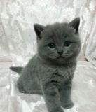 英国短毛猫蓝猫宠物猫咪宠物猫英国短毛猫幼年猫(12月以下)活体
