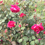 溪园月季玫瑰花苗 浓香蔓玫 藤本丰花 大花 老玫瑰香 可食用
