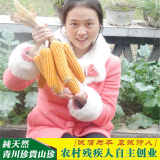 青川农家玉米面纯天然有机玉米粉五谷杂粮玉米珍珍500克