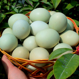 【30枚】绿壳鸡蛋礼品新鲜草鸡蛋土鸡蛋苏北绿皮鸡蛋特产乌骨鸡蛋