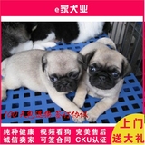 成都赛级迷你巴哥幼犬出售 纯种宠物狗狗可上门选购bg13324465321