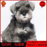 雪纳瑞犬幼犬出售纯种赛级雪纳瑞幼犬老头犬宠物狗家养活体包邮03
