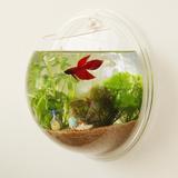 壁挂鱼缸创意生态亚克力迷你小型挂壁鱼缸水族箱透明墙壁挂式鱼缸