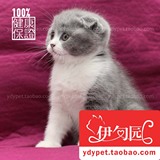 【伊甸园名猫】苏格兰折耳猫蓝白双色纯种猫宠物猫咪幼猫母猫