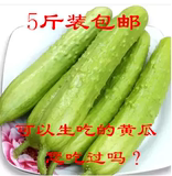 山东烟台海阳农家无农药新鲜有机蔬菜水果白玉黄瓜促销5斤包邮