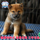 高品质赛级日本柴犬纯种幼犬出售 精品小型短毛宠物狗适合家养