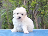 韩国泰迪犬纯种白色茶杯幼犬家养超小活体袖珍贵宾宠物狗狗可视频