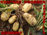 脱毒马铃薯种子 土豆种子 一级种薯 洋芋种子 高产值 批发出售
