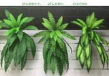 高仿真植物墙配材藤条壁挂 塑料植物叶子 蕨类植物叶子