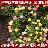 四季爬藤蔷薇花种子50粒 盆栽绿植玫瑰月季蔷薇种子 藤本月季种子