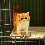 【大饼脸猫舍】美国CFA注册宠物猫纯种异短红虎加白加菲猫妹妹MM