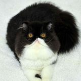 CFA注册猫舍 纯种宠物加菲猫异国短毛猫 赛级黑白长毛弟弟DD