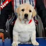 拉布拉多幼犬宠物狗狗出售 纯种拉布拉多犬导盲犬寻回犬免费送货
