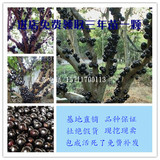 台湾进口树葡萄苗 树葡萄树苗嘉宝果苗 盆栽果树当年结果 包成活