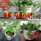 蔬菜冬季种子【四季草莓种子】盆栽草莓种子 食用观赏 袋装30粒