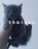 ★家养繁殖蓝猫★俄罗斯蓝猫■深色绿眼■幼猫■母MM（待售）
