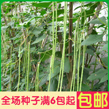 油绿豆角/豇豆 蔬菜种子菜籽 阳台种菜盆栽高出芽率精装