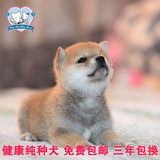 极品日本宠物狗 日系柴犬纯种幼犬出售 高品质健康狗狗适合家养