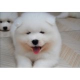 纯种萨摩耶 幼犬出售宠物家养白色魔法系雪橇犬活体狗狗同城送货