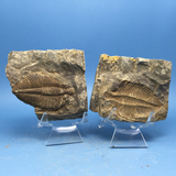对开燕子石蝙蝠石王冠虫 三叶虫古生物化石天然动物化石标本原石