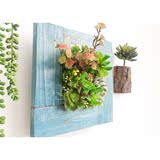 新款挂在墙上的植物阿楹 实木制壁挂仿真多肉植物花盆 挂墙上盆栽