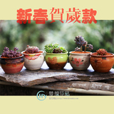 新春款手绘韩国 多肉花盆 陶瓷肉肉绿植花卉组合盆栽红陶花器包邮
