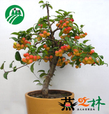 【天天特价】冬红果又名长寿果盆栽 树苗品种 果树盆景又称小苹果