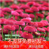 植物阳台花卉盆栽小雏菊种子 室内庭院香水菊花舞蹈 四季开花