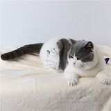 【魅迹湾】英短立耳蓝猫蓝白种公非银渐层幼猫英国短毛猫活体宠物