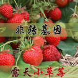 批发春播非转基因草莓蔬菜种子四季阳台盆栽新手易种水果小草莓苗