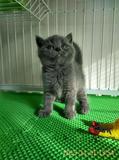 名贵活体宠物猫 英国短毛猫 CFA纯种血统 幼猫 蓝猫弟弟 五短身材