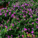 室内办公桌面盆栽绿植花卉紫花满天星花苗净化空气防辐射笑笑花园